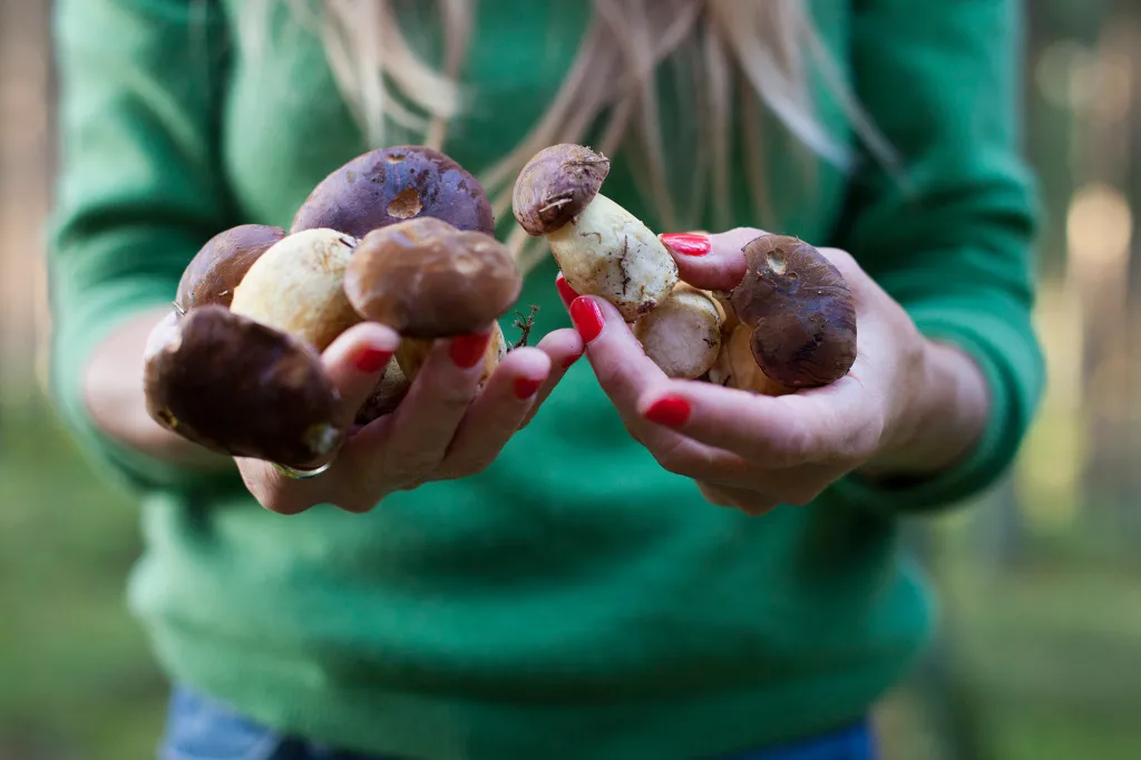 What are the benefits of purchasing the right quality mushrooms?