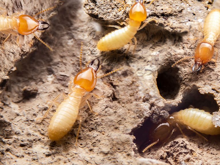 termite infestation
