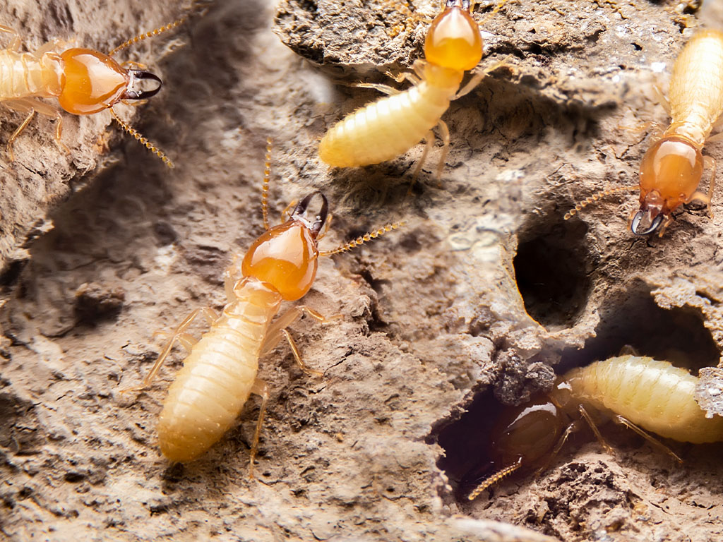 What are the most common signs of a termite infestation?