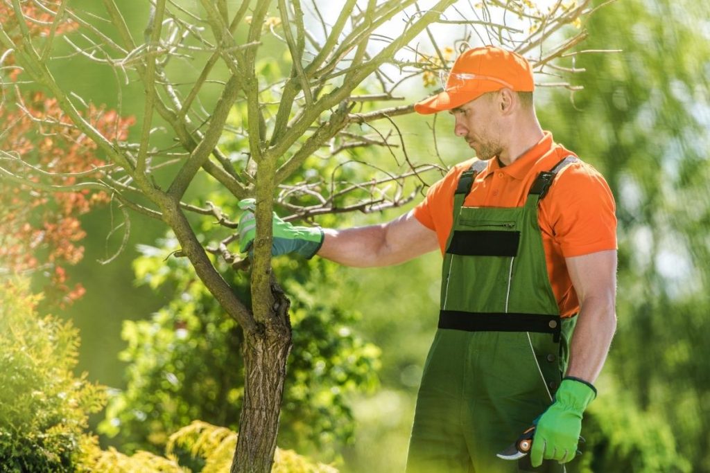 Timber Tree Services